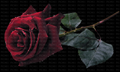 rózsa gif - GIF animado grátis