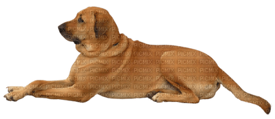 Kaz_Creations Animals Dog - gratis png