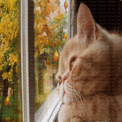 cat autumn chat automne - Darmowy animowany GIF