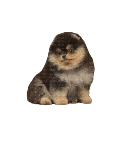 Pomeranian puppy - bezmaksas png
