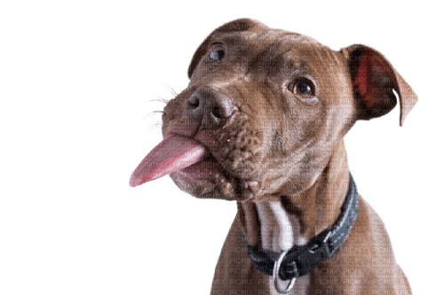 dog hund chien animals animaux - PNG gratuit