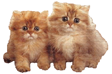 Two Persian Orange Cats - Animovaný GIF zadarmo