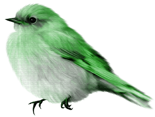 Bird.White.Black.Green - png gratis