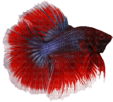 peixe - δωρεάν png