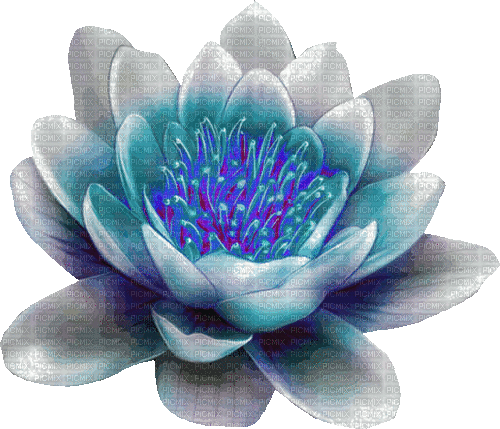 lotus milla1959 - GIF animado gratis