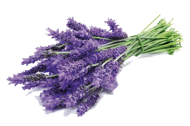lavender - png grátis