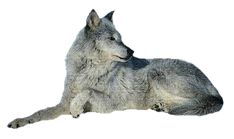 wilk - Darmowy animowany GIF