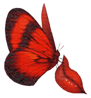 butterfly - Δωρεάν κινούμενο GIF