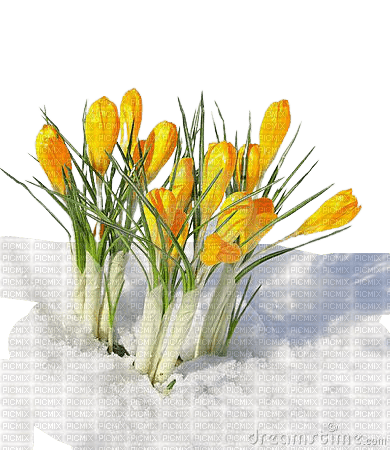 spring flowers - darmowe png