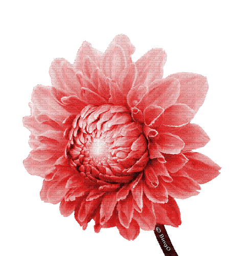 Y.A.M._Flower - Nemokamas animacinis gif