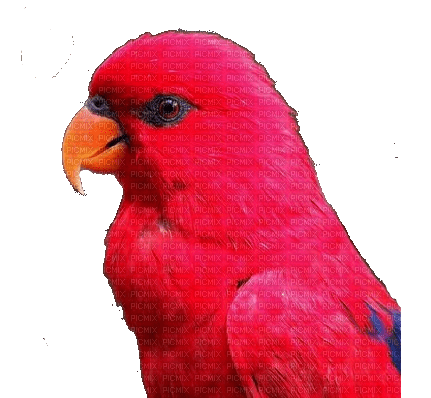 Red Parrot Profile - PNG gratuit