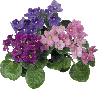 Ramo de flores - PNG gratuit