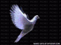 Flying Dove - Безплатен анимиран GIF