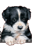 Chien.Dog.Perro.Victoriabea - Free animated GIF