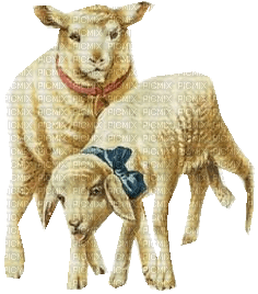 mouton - δωρεάν png