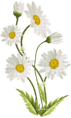 soave deco spring flowers branch animated daisy - 免费动画 GIF