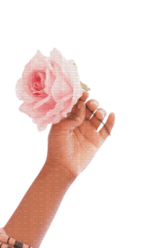 Rose dans une main - PNG gratuit