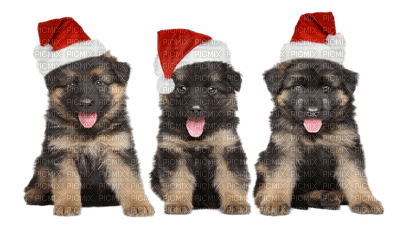 dog  chien animal animals   hund     christmas noel xmas weihnachten Navidad рождество natal tube - gratis png