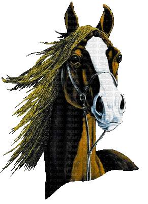 cheval magnifique - GIF animado grátis