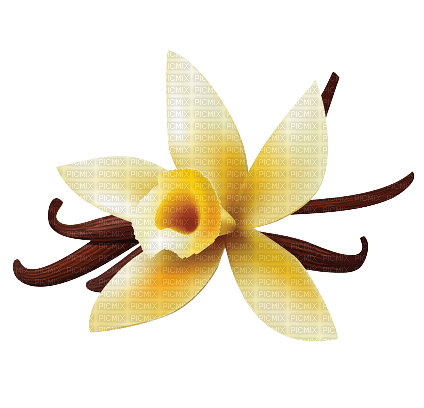 Flower Vanilla Yellow - Bogusia - gratis png