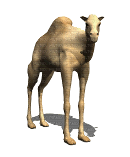 aze chameau, stefstamp , chameau , camel , animaux , animal , animais ,  tiere , animals - Free animated GIF - PicMix