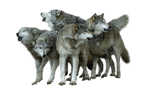 wolf pack - PNG gratuit