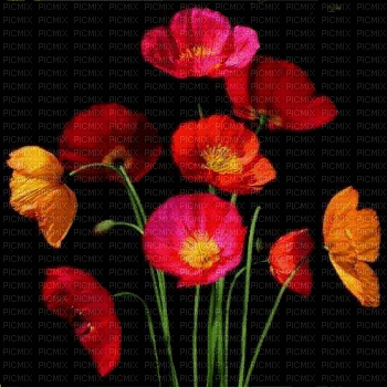 tulipas - GIF animé gratuit