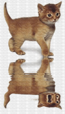 chaton reflet - Gratis geanimeerde GIF