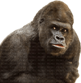 Kaz_Creations Gorilla - ilmainen png