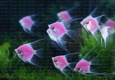FOND MARIN - POISSONS ROSES FLUO - PNG gratuit