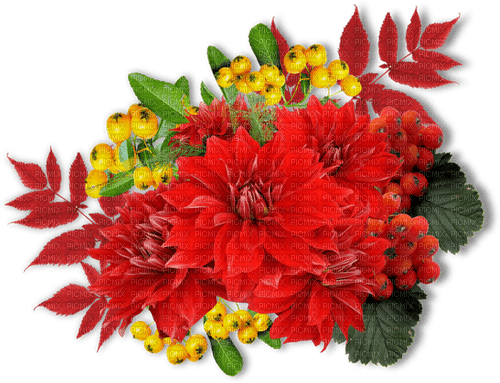 blommor--flowers--red--röd - PNG gratuit