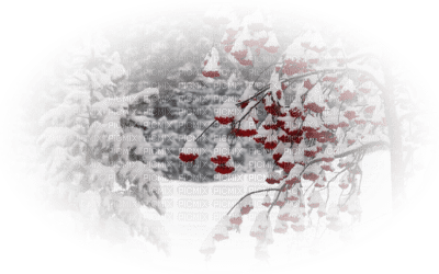 cecily-fleurs givrees hiver - безплатен png