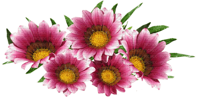 kukka flower fleur - Free PNG