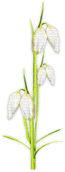 soave deco flowers spring branch snowdrops - zadarmo png