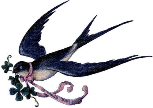 swallow Bb2 - Free PNG
