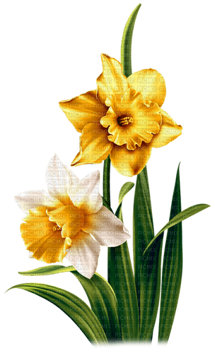 Daffodils.Yellow.White - nemokama png