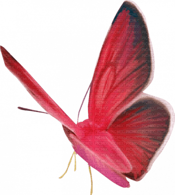 Tournesol94 papillon - besplatni png