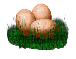 eggs - PNG gratuit