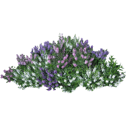 plant-bush-flower - Free PNG