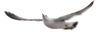 gull katrin - Δωρεάν κινούμενο GIF
