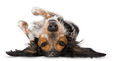 Kaz_Creations Dog Pup Dogs 🐶 - zdarma png