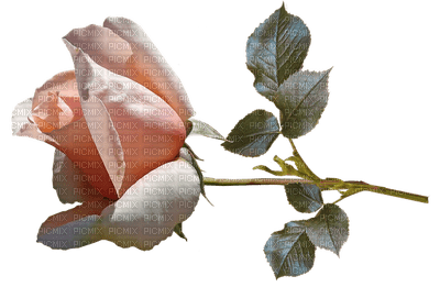 ruusu, rose, kukka, flower, fleur - ilmainen png