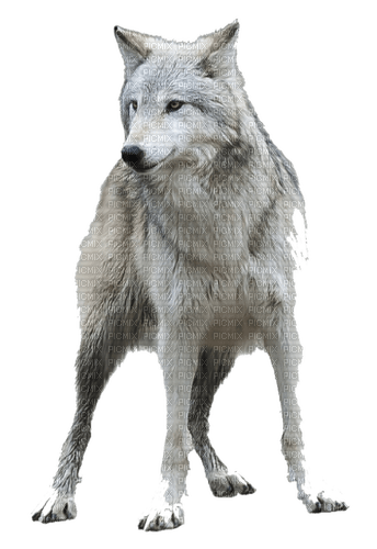wolf milla1959 - 免费PNG