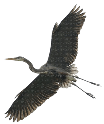 Oiseau ! - PNG gratuit