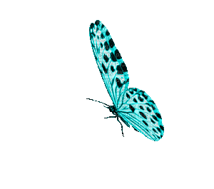 Blue Butterfly - Nemokamas animacinis gif