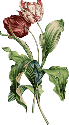 watercolor tulips - PNG gratuit
