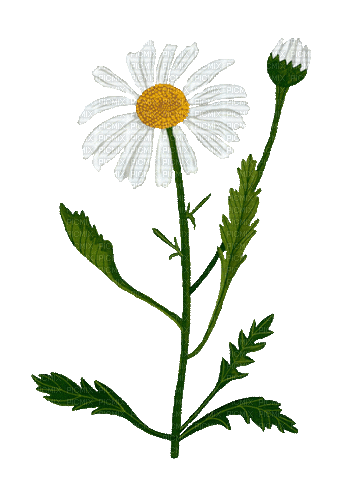 Daisy.Marguerite.Fleur.gif.Victoriabea - GIF animasi gratis