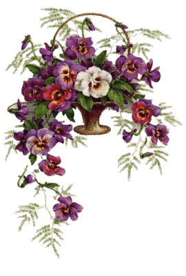 pansy flowers bp - png ฟรี