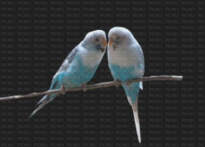 gif oiseaux - Nemokamas animacinis gif