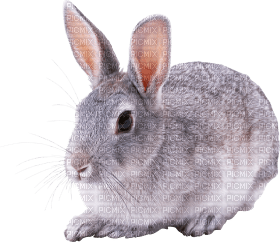 Kaz_Creations Rabbit - ilmainen png